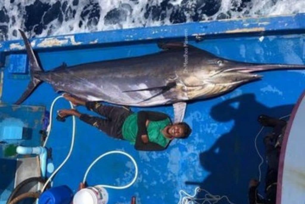 ހިބަރުގެ މަސްވެރިކަން މެނޭޖްކުރުމުގެ ޕްލޭން