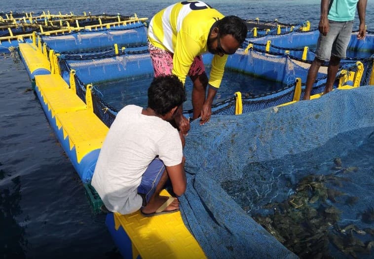 މެރިކަލްޗަރ ކުރުމަށް ބޭނުންވާ ފަރާތްތަަކަށް މޫދުކޮށްޓާއި ފާނަ ވިއްކަނީ