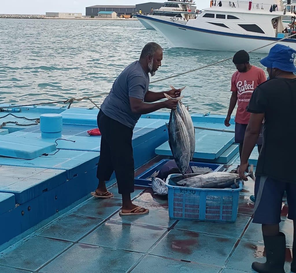 ’ކެޔޮޅު‘ ވެބް-ޕޯޓަލް މެދުވެރިކޮށް މަސްވެރިކަމުގެ ލައިސަންސަށް އެދި ހުށަހެޅޭނެގޮތް ހަދައިފި