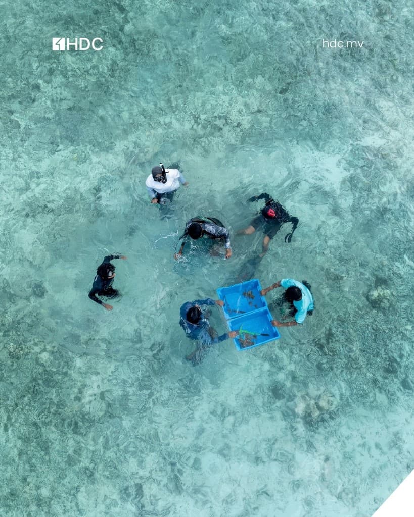 ހުޅުމާލެއާއި ކުޑަގިރީގައި މުރަކަ އިންދުމުގެ ހަރަކާތެއް