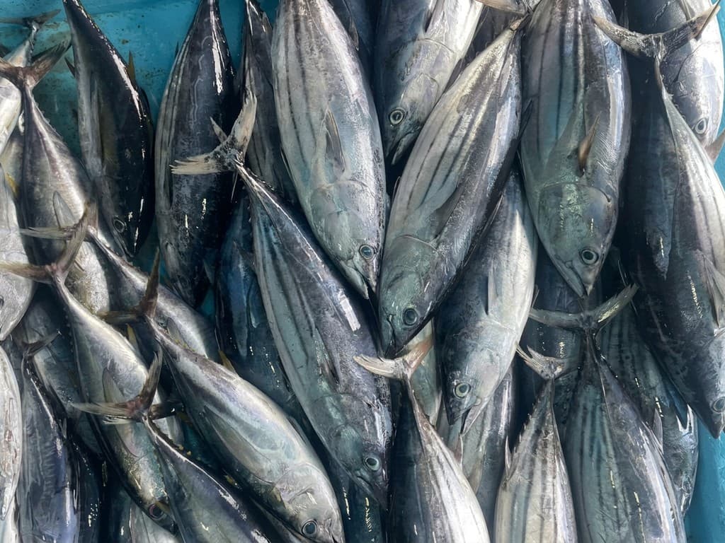 މިފްކޯއިން ކަޅުބިލަ މަސް ކިލޯއެއް ގަންނަ އަގު 18.50ރ އަށް މަތިކޮށްފި