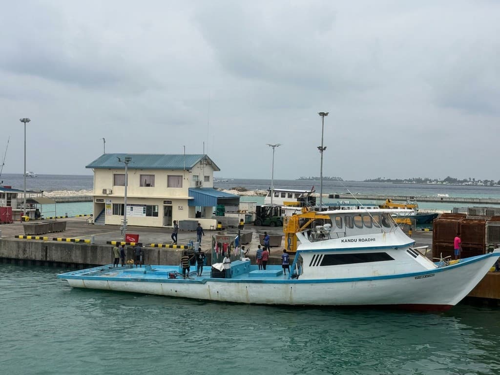 މިފްކޯއިން 18 ރުފިޔާއަށް މަސް ގަންނަން ފެށުމާއެކު މިފްކޯއަށް މަސްލިބޭ މިންވަރު ބޮޑުތަނުން މައްޗަށް
