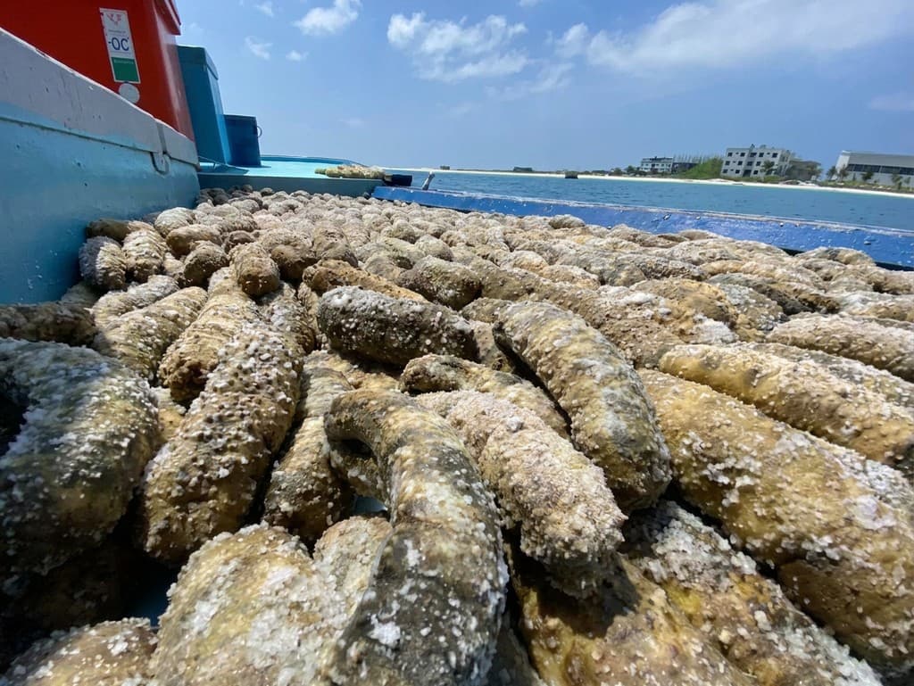 ފުލުހުންގެ ބެލުމުގެ ދަށުގައިހުރި ހުއިފިލަނޑާތަކެއް ނީލަމުގައި ވިއްކާލަނީ