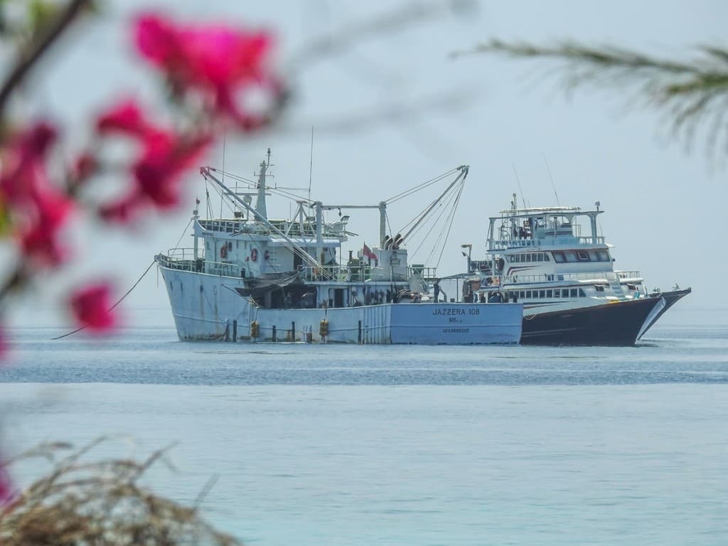 މިފްކޯއިން ކަޅުބިލަ މަސް ކިލޯއެއް ގަންނަ އަގު 20ރ އަށް މަތިކޮށްފި