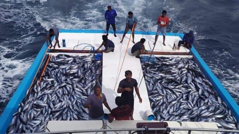 މަސްވެރިކަމުގެ ސިނާއަތު ޕްރޮމޯޓްކުރާ އޭޖެންސީގެ މަސައްކަތްތައް ރޯދަމަހު ފަށަނީ