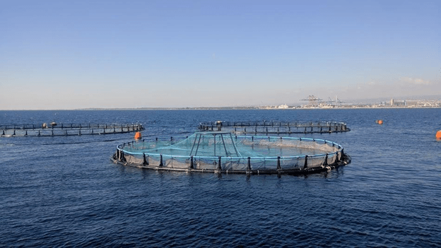 މެރިކަލްޗާއަށް ޚާއްސަ ސަރަަހައްދުތަކެއް ކަނޑައަޅަނީ
