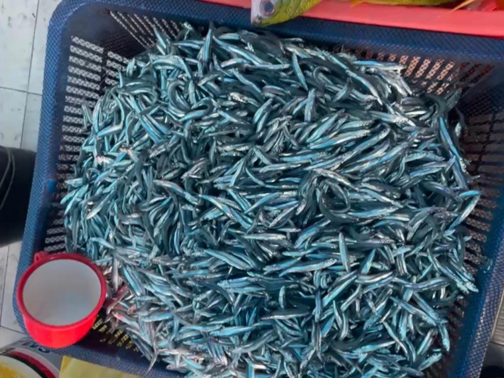 މިއަދު މާރުކޭޓުގައި ރެހި ވަރަށް ތިޔާގި، ރެހި ޖޯޑެއް 10 ރުފިޔާއަށް!