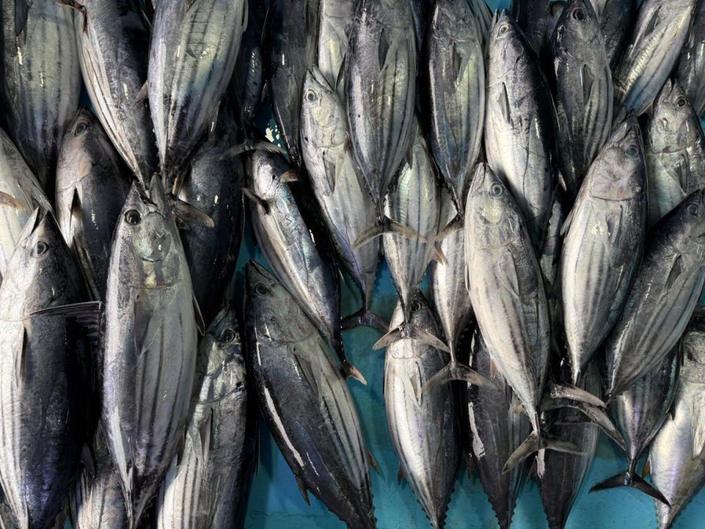 އޮގަސްޓް މަހު މިފްކޯއިން ގަތް މަހުގެ %98 އަށްވުރެ ބޮޑުބައެއް ހިއްސާކުރީ ކަޅުބިލަމަސް