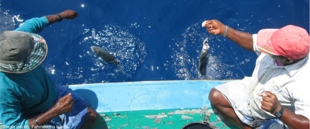 ފަރުމަހުގެ މަސްވެރިކަމަށް ލައިސަންސް ދޫކުރުން